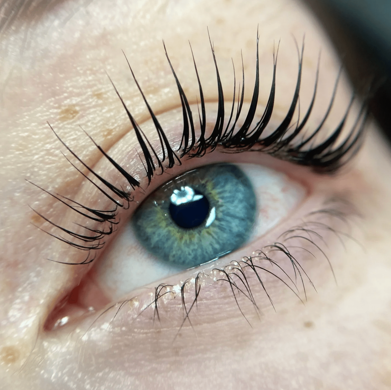 Online - Elleebana One Shot Lash Lift Course - Shannon Boyle